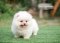น้องปอม เพศเมีย สีครีม 